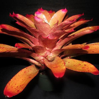 Neoregelia spectabilis 'Pink Chiffon' | Bromeliad Paradise