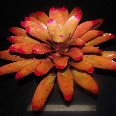 Neoregelia spectabilis 'Pink Chiffon' | Bromeliad Paradise