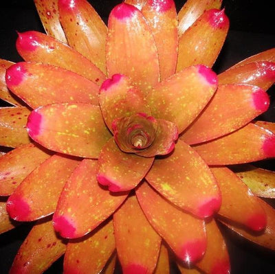 Neoregelia spectabilis 'Pink Chiffon' | Bromeliad Paradise