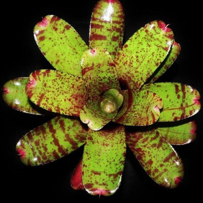 Neoregelia 'Spotted Night' | Bromeliad Paradise