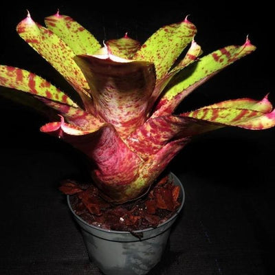 Neoregelia 'Spotted Night' | Bromeliad Paradise