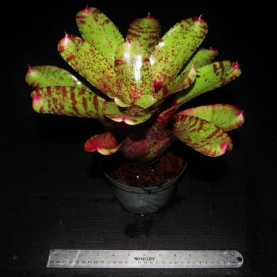 Neoregelia 'Spotted Night' | Bromeliad Paradise
