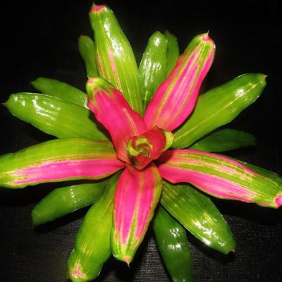 Neoregelia 'Staci' | Bromeliad Paradise