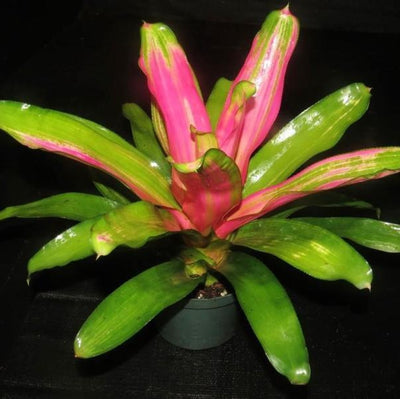 Neoregelia 'Staci' | Bromeliad Paradise