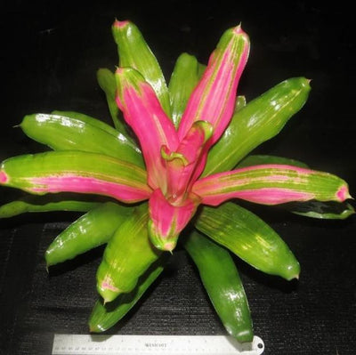 Neoregelia 'Staci' | Bromeliad Paradise