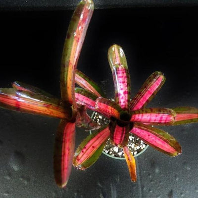 Neoregelia 'Star Blast' | Bromeliad Paradise