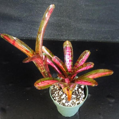 Neoregelia 'Star Blast' | Bromeliad Paradise