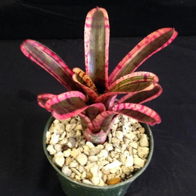 Neoregelia 'Star Fire' | Bromeliad Paradise