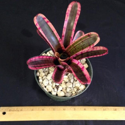 Neoregelia 'Star Fire' | Bromeliad Paradise