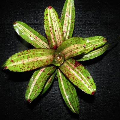 Neoregelia 'Stellar Blast' | Bromeliad Paradise