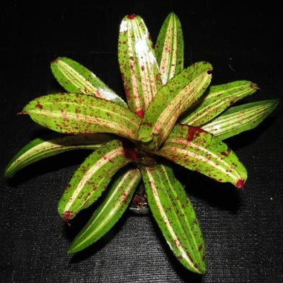 Neoregelia 'Stellar Blast' | Bromeliad Paradise