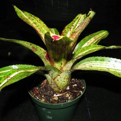 Neoregelia 'Stellar Blast' | Bromeliad Paradise