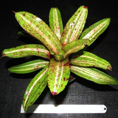 Neoregelia 'Stellar Blast' | Bromeliad Paradise