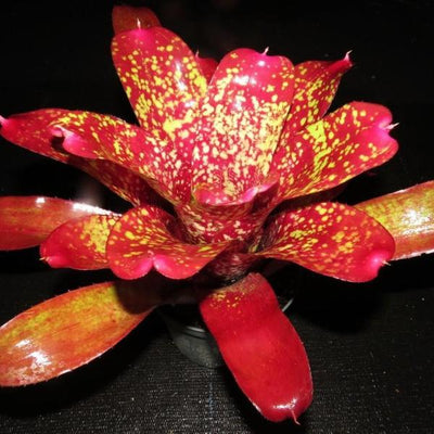 Neoregelia 'Strawberry Parfait' | Bromeliad Paradise