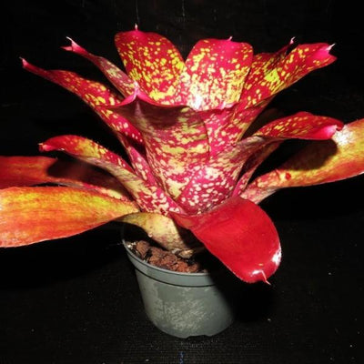 Neoregelia 'Strawberry Parfait' | Bromeliad Paradise