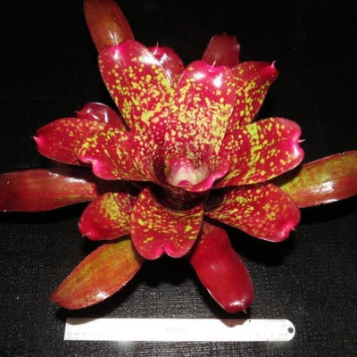 Neoregelia 'Strawberry Parfait' | Bromeliad Paradise