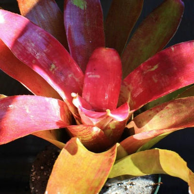 Neoregelia 'Struck With Paint' | Bromeliad Paradise