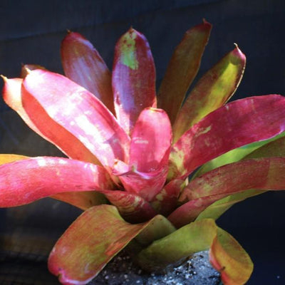 Neoregelia 'Struck With Paint' | Bromeliad Paradise