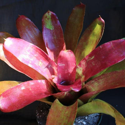 Neoregelia 'Struck With Paint' | Bromeliad Paradise