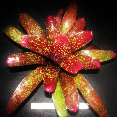 Neoregelia 'Super Aztec' | Bromeliad Paradise