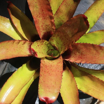Neoregelia 'Super Aztec' x carcharodon 'Silver' | Bromeliad Paradise