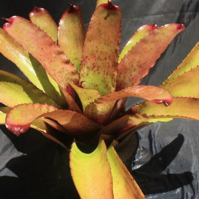 Neoregelia 'Super Aztec' x carcharodon 'Silver' | Bromeliad Paradise