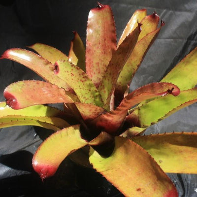 Neoregelia 'Super Aztec' x carcharodon 'Silver' | Bromeliad Paradise