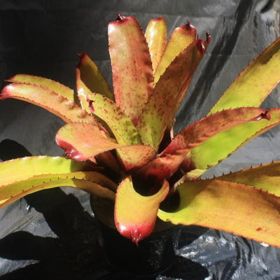 Neoregelia 'Super Aztec' x carcharodon 'Silver' | Bromeliad Paradise