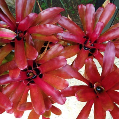 Neoregelia 'Super Fireball' | Bromeliad Paradise