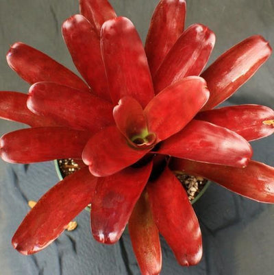 Neoregelia 'Super Fireball' | Bromeliad Paradise