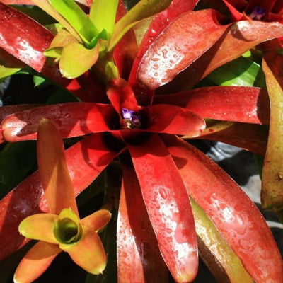 Neoregelia 'Superball' | Bromeliad Paradise