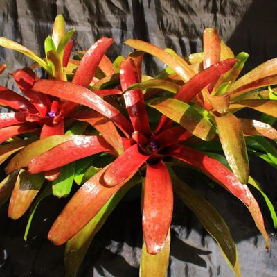 Neoregelia 'Superball' | Bromeliad Paradise