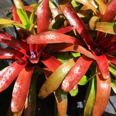 Neoregelia 'Superball' | Bromeliad Paradise