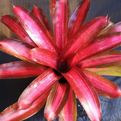 Neoregelia 'Sweet Vibrations' | Bromeliad Paradise