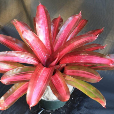 Neoregelia 'Sweet Vibrations' | Bromeliad Paradise