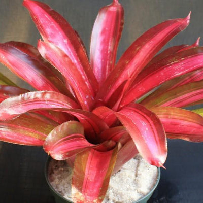 Neoregelia 'Sweet Vibrations' | Bromeliad Paradise