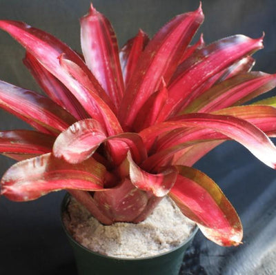 Neoregelia 'Sweet Vibrations' | Bromeliad Paradise