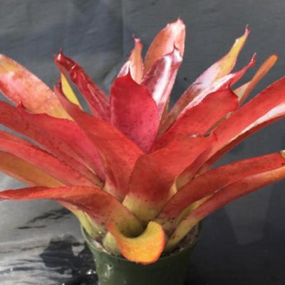 Neoregelia 'Syncopate' (Australia) | Bromeliad Paradise