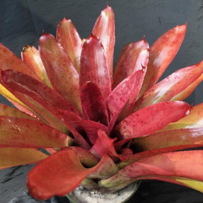 Neoregelia 'Syncopate' (Australia) | Bromeliad Paradise