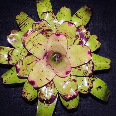 Neoregelia 'Takemura Grande' | Bromeliad Paradise