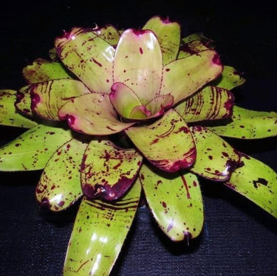 Neoregelia 'Takemura Grande' | Bromeliad Paradise