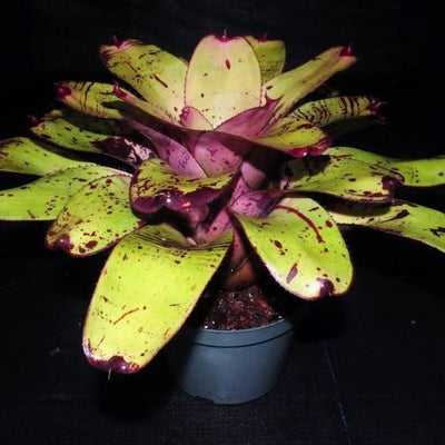 Neoregelia 'Takemura Grande' | Bromeliad Paradise