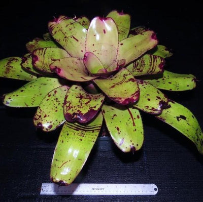 Neoregelia 'Takemura Grande' | Bromeliad Paradise