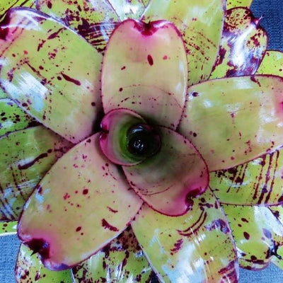 Neoregelia 'Takemura Grande' | Bromeliad Paradise