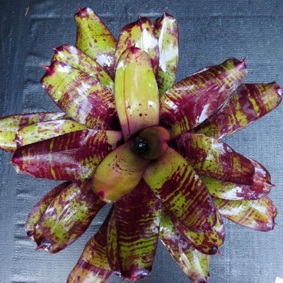 Neoregelia 'Takemura Grande' x 'Takemura Princeps' | Bromeliad Paradise