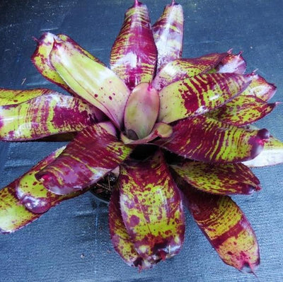 Neoregelia 'Takemura Grande' x 'Takemura Princeps' | Bromeliad Paradise