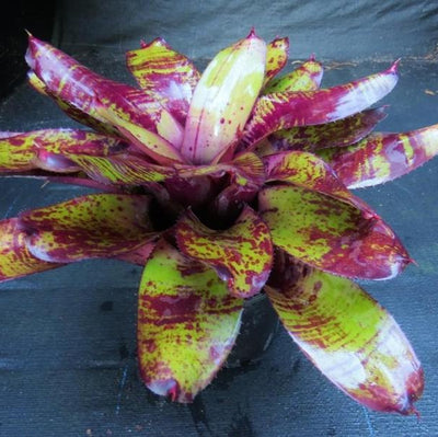 Neoregelia 'Takemura Grande' x 'Takemura Princeps' | Bromeliad Paradise