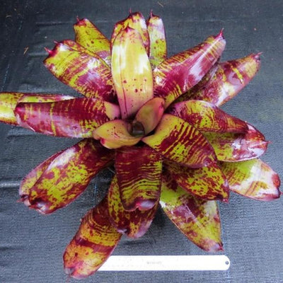 Neoregelia 'Takemura Grande' x 'Takemura Princeps' | Bromeliad Paradise