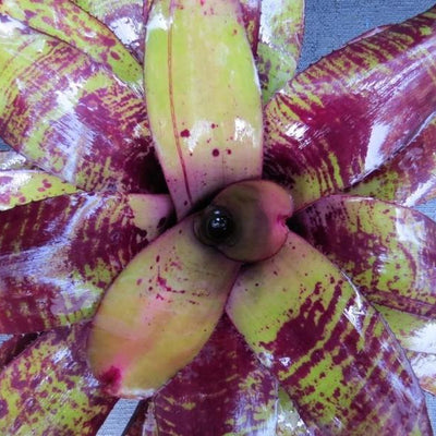 Neoregelia 'Takemura Grande' x 'Takemura Princeps' | Bromeliad Paradise