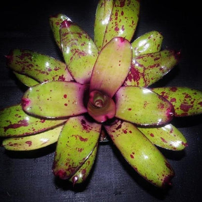Neoregelia 'Takemura Princeps' | Bromeliad Paradise